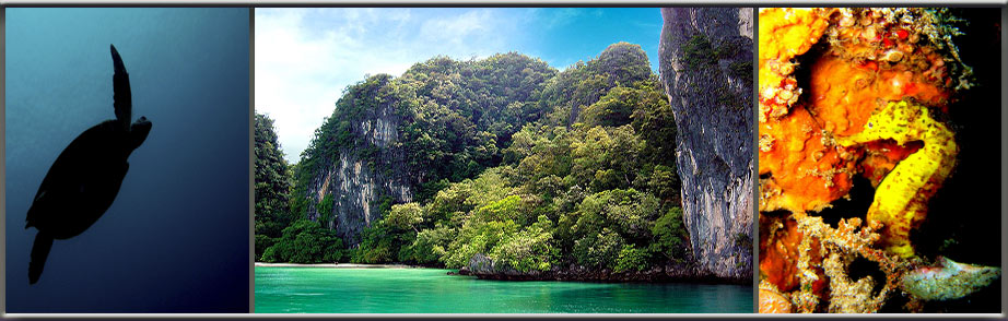 green sea turtle the beach leonardo dicaprio bay, seahorse