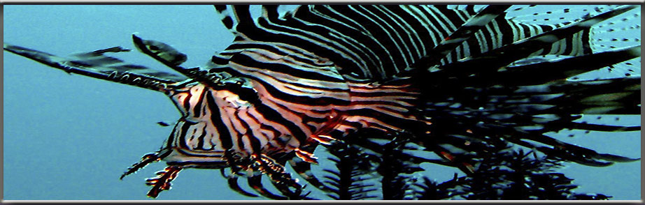 padi scuba instruction: hazardous beautiful lionfish