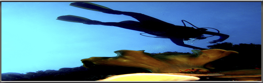 padi scuba instruction: diver silhouette soft coral