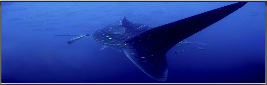 similans scuba diving whaleshark